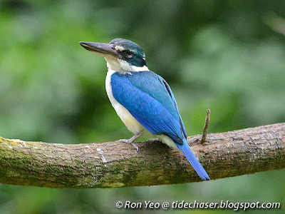 Collared Kingfisher (Todirhamphus chloris)