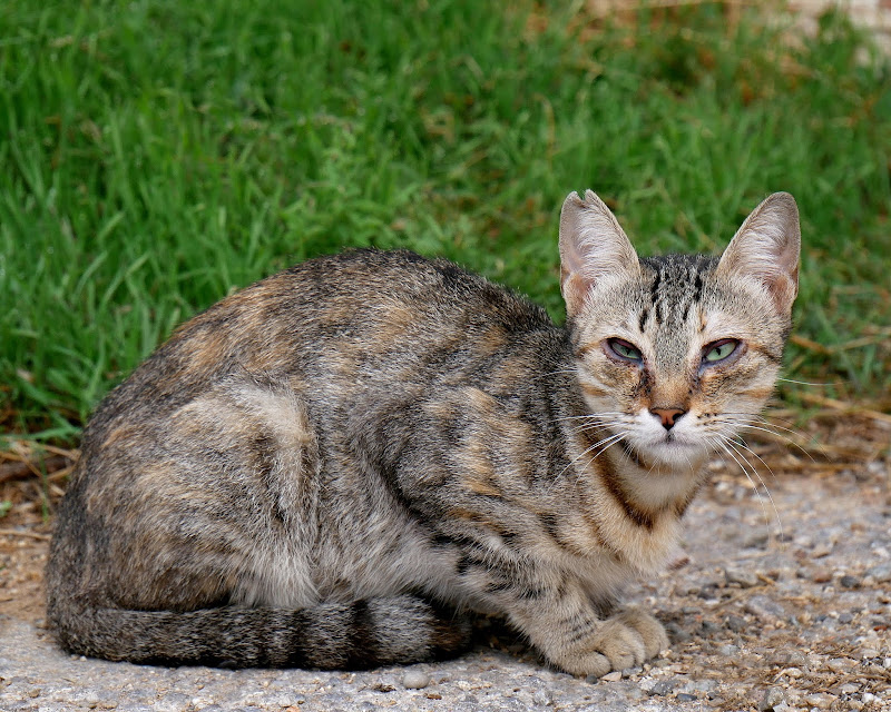 gato de la calle