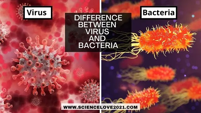 Difference between Virus and Bacteria
