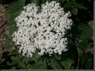 elderflower