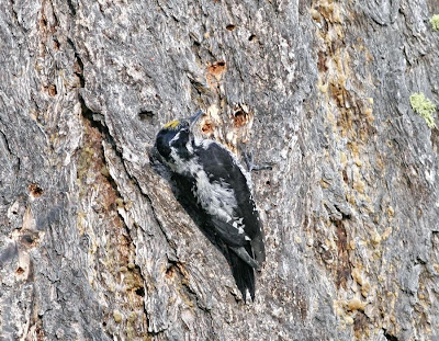 Pico tridáctilo americano Picoides dorsalis