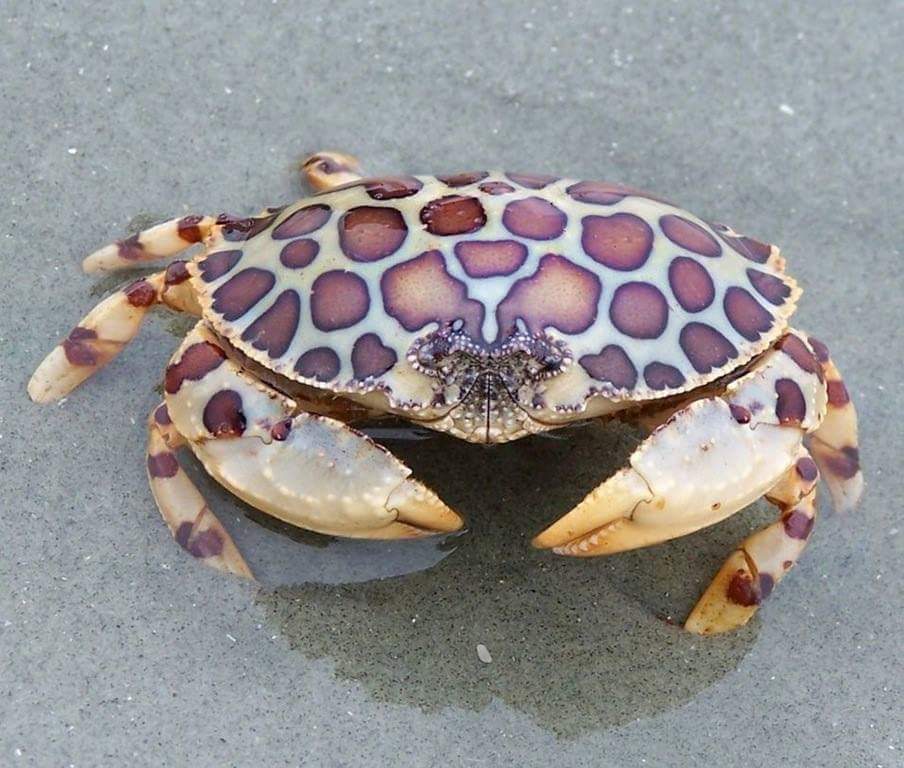 Funny animals of the week - 1 February 2019, funny animal images, cute animal