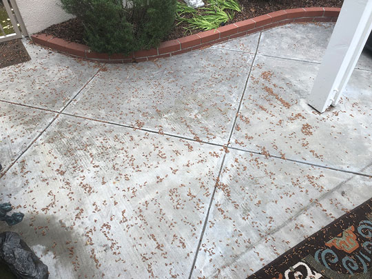 Strange pattern on male pine cones on patio slab (Source: Palmia Observatory)