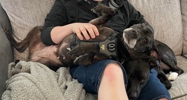 Two black pit-mixes, one old and one young, cuddle on the lap of a person with pale skin who is sitting on a beige couch.