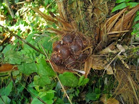 Buah Salak Condet Flora Identitas DKI Jakarta