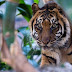 Θανατώθηκε τίγρη 22 ετών σε ζωολογικό κήπο της Αυστραλίας