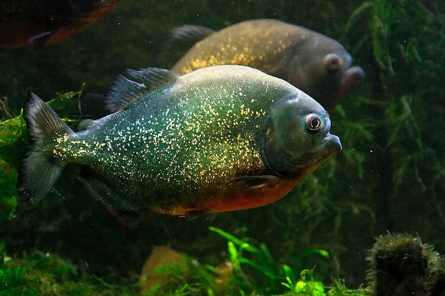 Où que l'on se trouve au Brésil, dans la forêt amazonienne ou dans une zone urbanisée, certains animaux peuvent s'avérer dangereux, voire mortels.