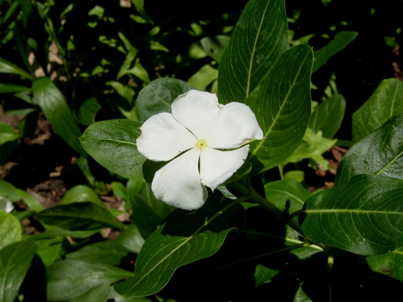 Periwinkle Vinca Pure White ( Catharanthus roseus )
