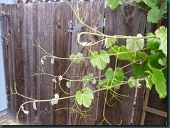 Grapevine, tendrils 003