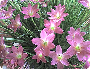 flores28