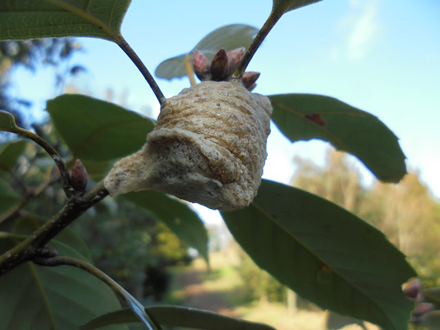 カマキリの卵