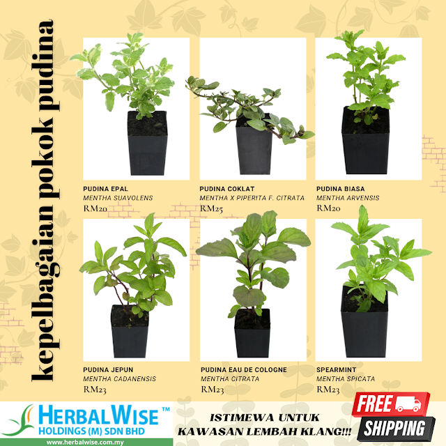 Jenis-jenis pokok pudina di herbalwise holdings