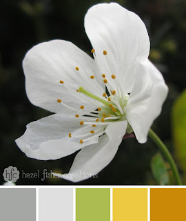 Colour Palette Inspiration Cherry Blossom flower by hazel fisher creations