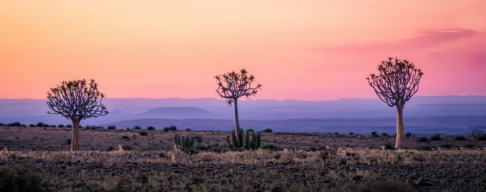 quiver-tree-forest-9