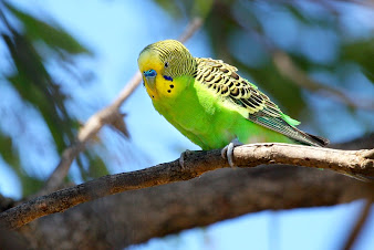 #2 Budgerigar Wallpaper