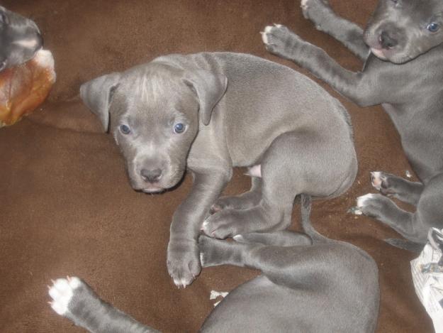 Pictures of Pretty Blue Pit Bull Puppies