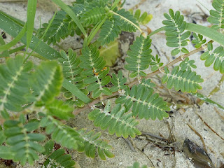 Tribule terrestre - Croix-de-Malte - Tribulus terrestris