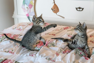 educar un gato jueguetón