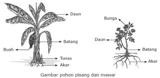 Bagian Bagian Utama Hewan dan Tumbuhan Home Learning 