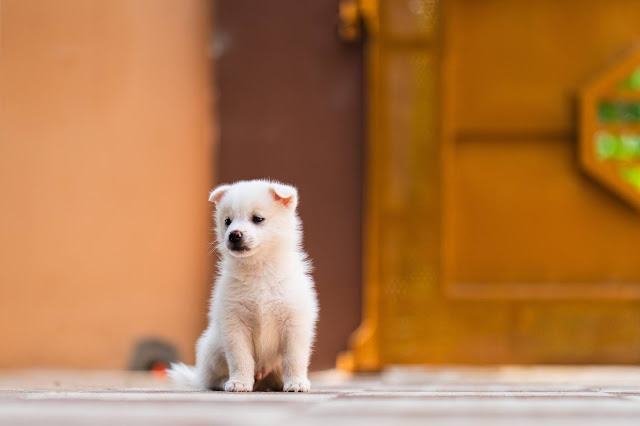 7 Quick Tips for TOILET TRAINING a Puppy or Dog