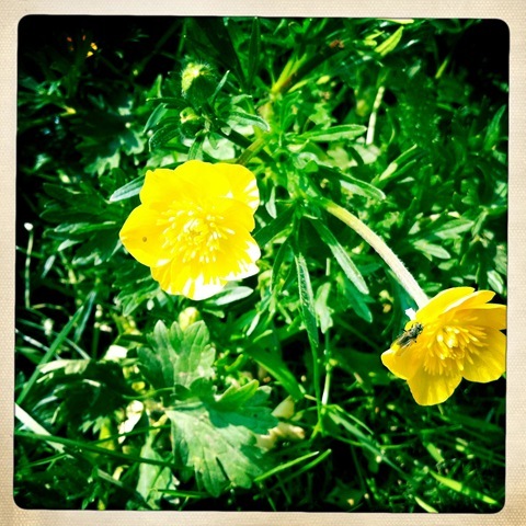 April - something yellow