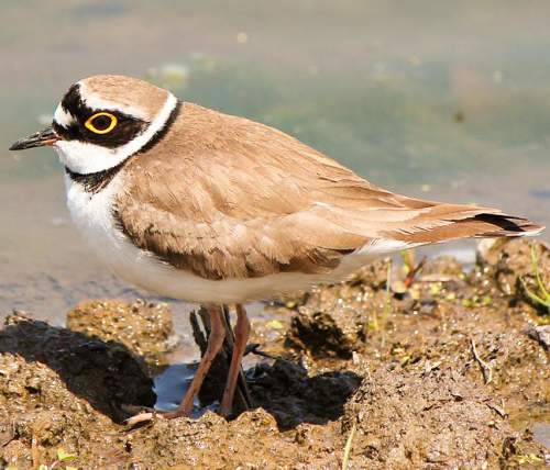 Charadrius dubius