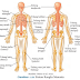 10+ Anatomi Manusia Titik-titik Dan Bentuk Tulang Dan Otot Pada Manusia