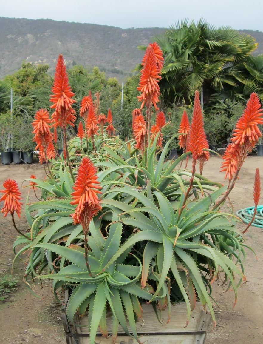 Aloe arborecens, sabila hembra, acibar o planta candelabro