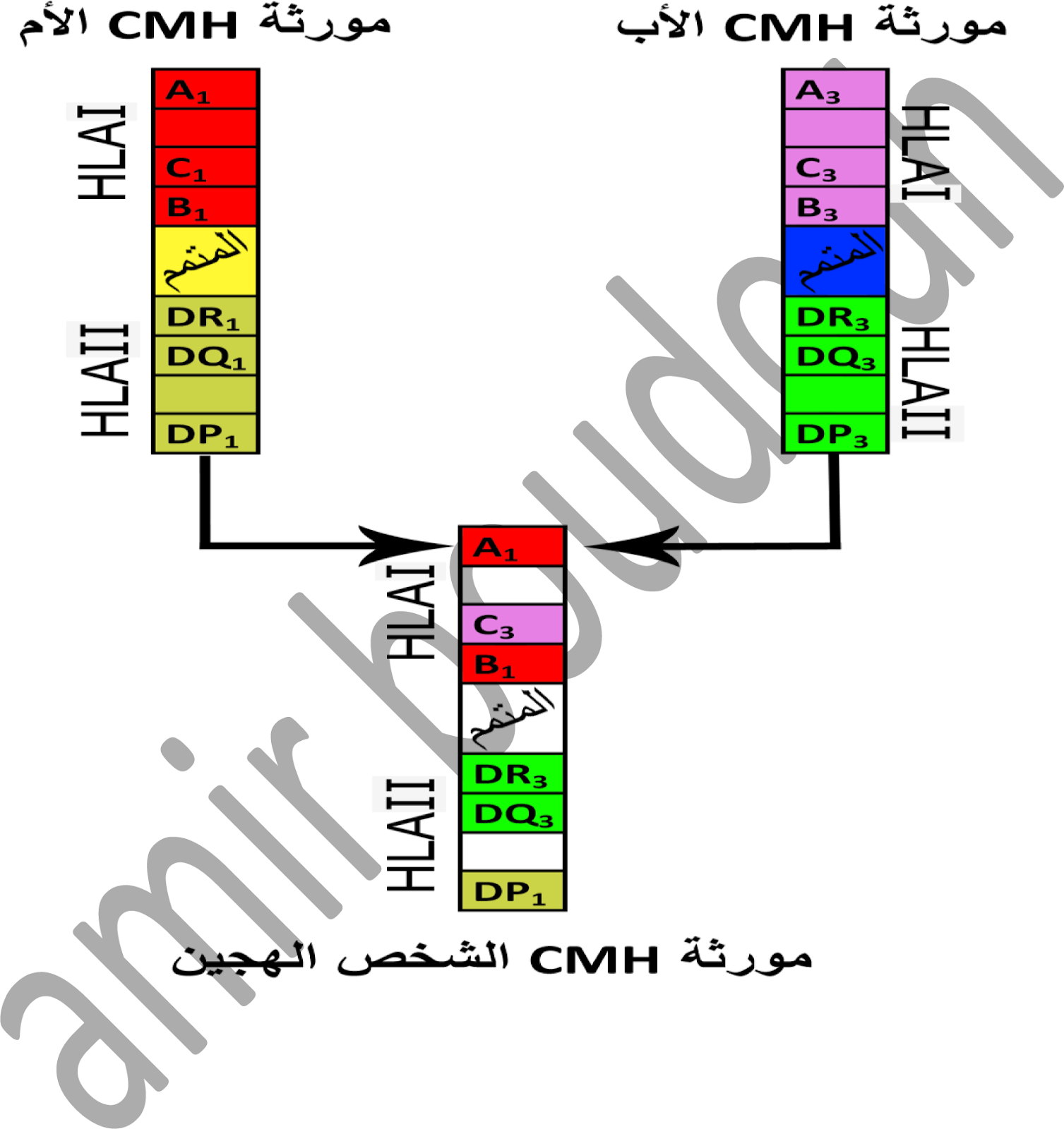 تحديد المنشأ الوراثي للـ Hla عند الإنسان