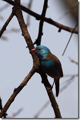 Blue-capped Cordonbleu