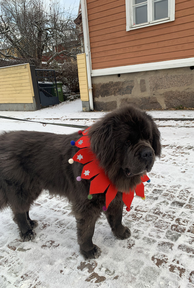 A brown dog with a red Christmas collar around his neck