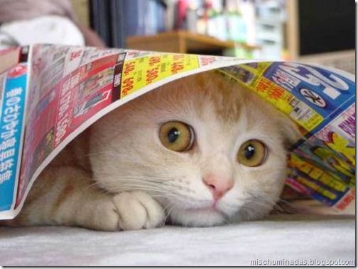 gatos migallinero (16)