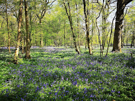 Bluebells in the wood