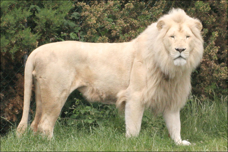 THE ANIMAL WILDLIFE: SINGA PUTIH (WHITE LIONS)