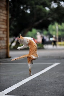 funny cat dance image