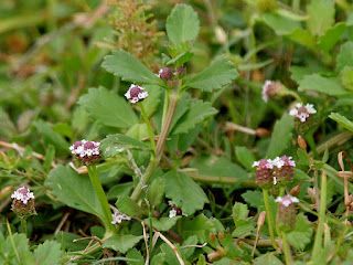 Kurbağa meyvesi (Phyla nodiflora)