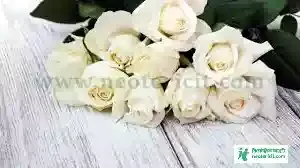 White Rose Flower Images - Flower Images - Flower Pic 2023 Images - Flower Pictures Download - Different Flower Images - fuller chobi - NeotericIT.com - Image no 12