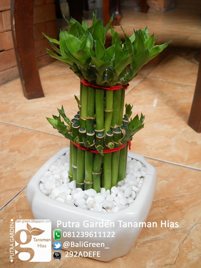 Tanaman Hias Unik Bambu Rejeki (Lucky Bamboo) Di Bali 