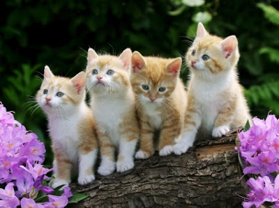 cute cats wallpaper free download 55