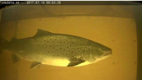 http://www.fiskdata.se/raknare/live/live.php?locationId=20