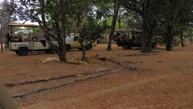 Lions and Jeeps