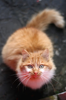 ginger cat