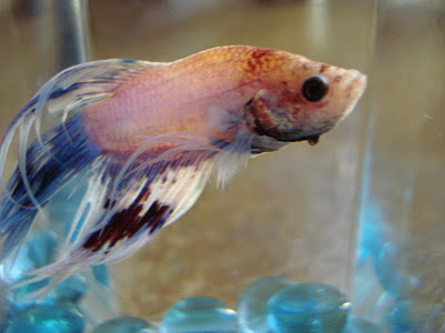 betta splenden