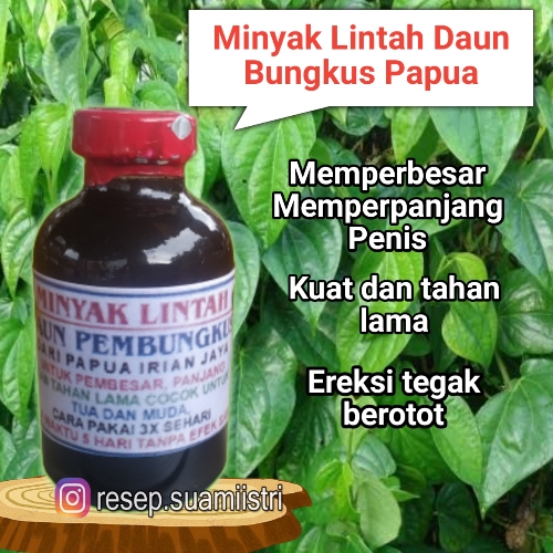 Minyak Lntah Daun Bungkus Papua