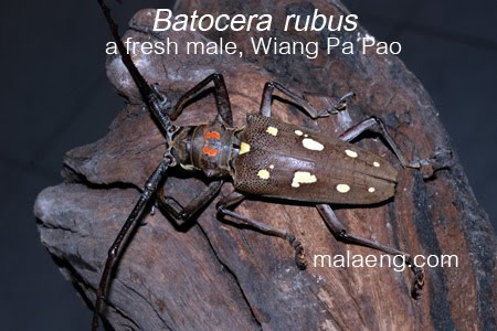 MANGO STEM BORER