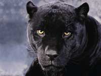 Black Panter