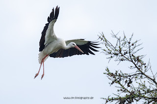 Wildlifefotografie Weißstorch Weserbergland Olaf Kerber