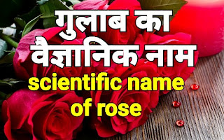 गुलाब का वैज्ञानिक नाम क्या है?/ What is the scientific name of rose?