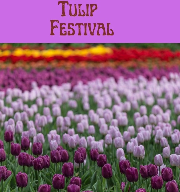 tulip festivals are annual events held in various parts of the world. People celebrating the beauty of tulip flower