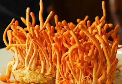 Cordyceps Mushroom Supplier In Canada